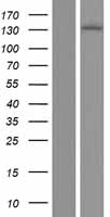 IRE1 (ERN1) Human Over-expression Lysate