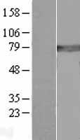 GCLC Human Over-expression Lysate