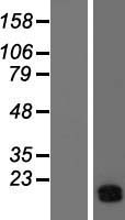 ATP5PF Human Over-expression Lysate