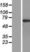 CNTF Receptor alpha (CNTFR) Human Over-expression Lysate