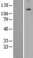 EGF Human Over-expression Lysate