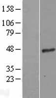 G protein alpha 16 (GNA15) Human Over-expression Lysate