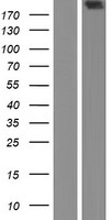 Huntingtin (HTT) Human Over-expression Lysate
