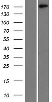Laminin gamma 1 (LAMC1) Human Over-expression Lysate