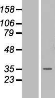MNAT1 Human Over-expression Lysate