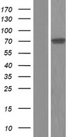c Rel (REL) Human Over-expression Lysate