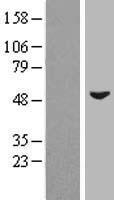 ZIC3 Human Over-expression Lysate