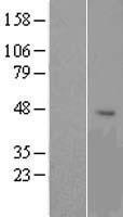 OR1G1 Human Over-expression Lysate
