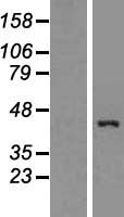 Apolipoprotein L 1 (APOL1) Human Over-expression Lysate