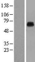 KCNK5 Human Over-expression Lysate