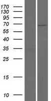 FPGT Human Over-expression Lysate