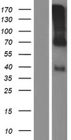 CCN6 Human Over-expression Lysate