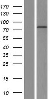 Dystrophin (DMD) Human Over-expression Lysate