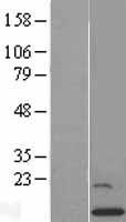 GCSH Human Over-expression Lysate