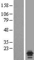 NDUFA7 Human Over-expression Lysate