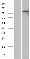 TAG1 (CNTN2) Human Over-expression Lysate