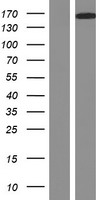 DCC Human Over-expression Lysate