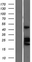 Ephrin A4 (EFNA4) Human Over-expression Lysate