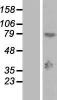 MAGEA9 Human Over-expression Lysate