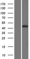 LAMP1 Human Over-expression Lysate