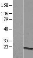 LMO2 Human Over-expression Lysate