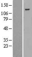 Rb2 p130 (RBL2) Human Over-expression Lysate