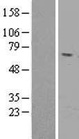 Reticulon 2 (RTN2) Human Over-expression Lysate