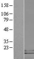TECK (CCL25) Human Over-expression Lysate