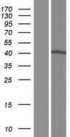 SLC35A2 Human Over-expression Lysate