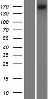 Laminin (LAMC3) Human Over-expression Lysate