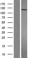 PDGF Receptor alpha (PDGFRA) Human Over-expression Lysate