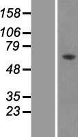 AMPK alpha 2 (PRKAA2) Human Over-expression Lysate
