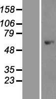 AMPK alpha 1 (PRKAA1) Human Over-expression Lysate