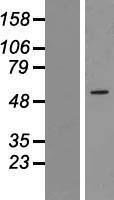 ZNF230 Human Over-expression Lysate