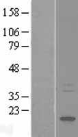 HSPB3 Human Over-expression Lysate
