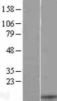 BCA1 (CXCL13) Human Over-expression Lysate