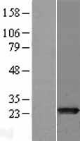 MTHFS Human Over-expression Lysate