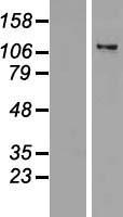 ZNF217 Human Over-expression Lysate