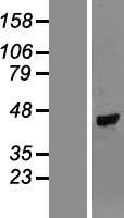NPR2L (NPRL2) Human Over-expression Lysate