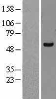 FASTK Human Over-expression Lysate