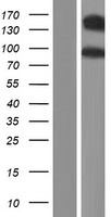 cadherin 10 (CDH10) Human Over-expression Lysate