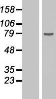 DDX18 Human Over-expression Lysate
