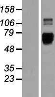 LILRB3 Human Over-expression Lysate