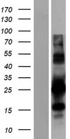 PYCR1 Human Over-expression Lysate