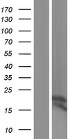 SNRPD1 Human Over-expression Lysate
