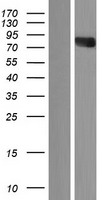 TLE4 Human Over-expression Lysate