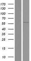 SOX30 Human Over-expression Lysate