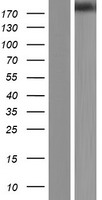 CLTCL1 Human Over-expression Lysate