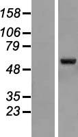ZNF79 Human Over-expression Lysate
