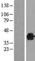DUSP12 Human Over-expression Lysate